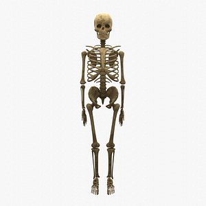 skeleton