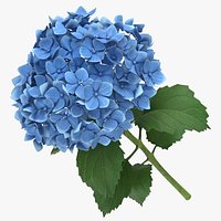 Hydrangea  -  Blue