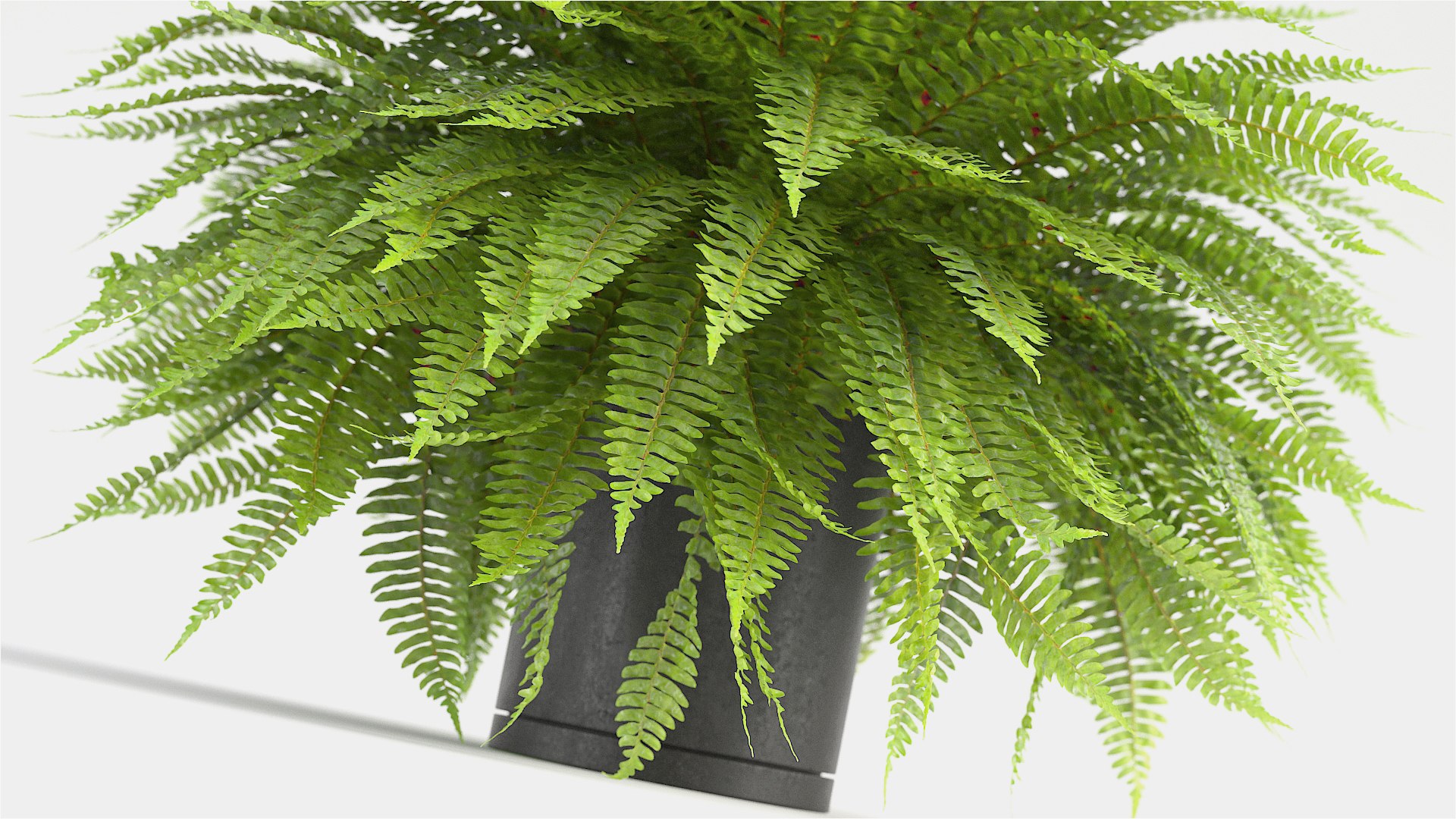 3D sword fern https://p.turbosquid.com/ts-thumb/hV/7MIYS1/BaHJx30H/3/jpg/1583241976/1920x1080/fit_q87/91fdee0ba3562257675e3bb0a2cbdb3792febee7/3.jpg