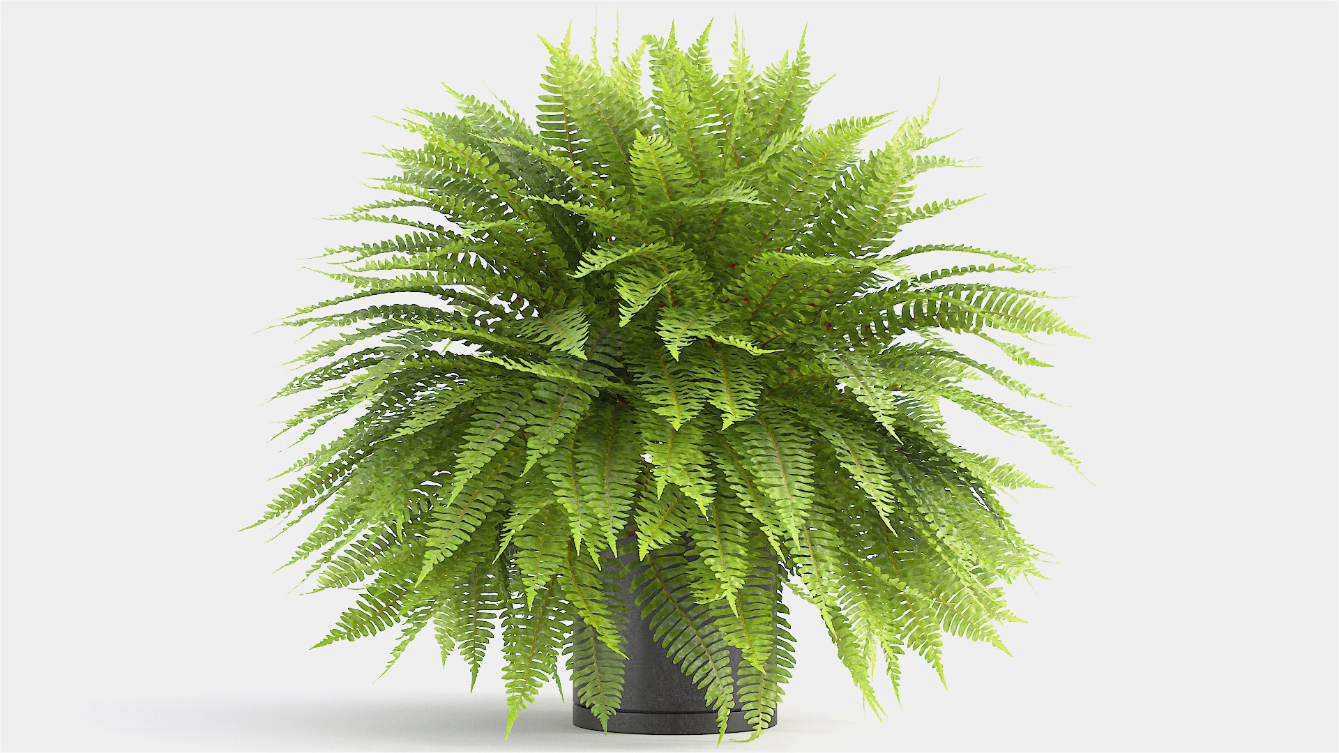 3D sword fern https://p.turbosquid.com/ts-thumb/hV/7MIYS1/LJiyTKuM/6/jpg/1583241976/1920x1080/fit_q87/58138d6ac1691b4b4e580631f34eeb5fafc4dbef/6.jpg