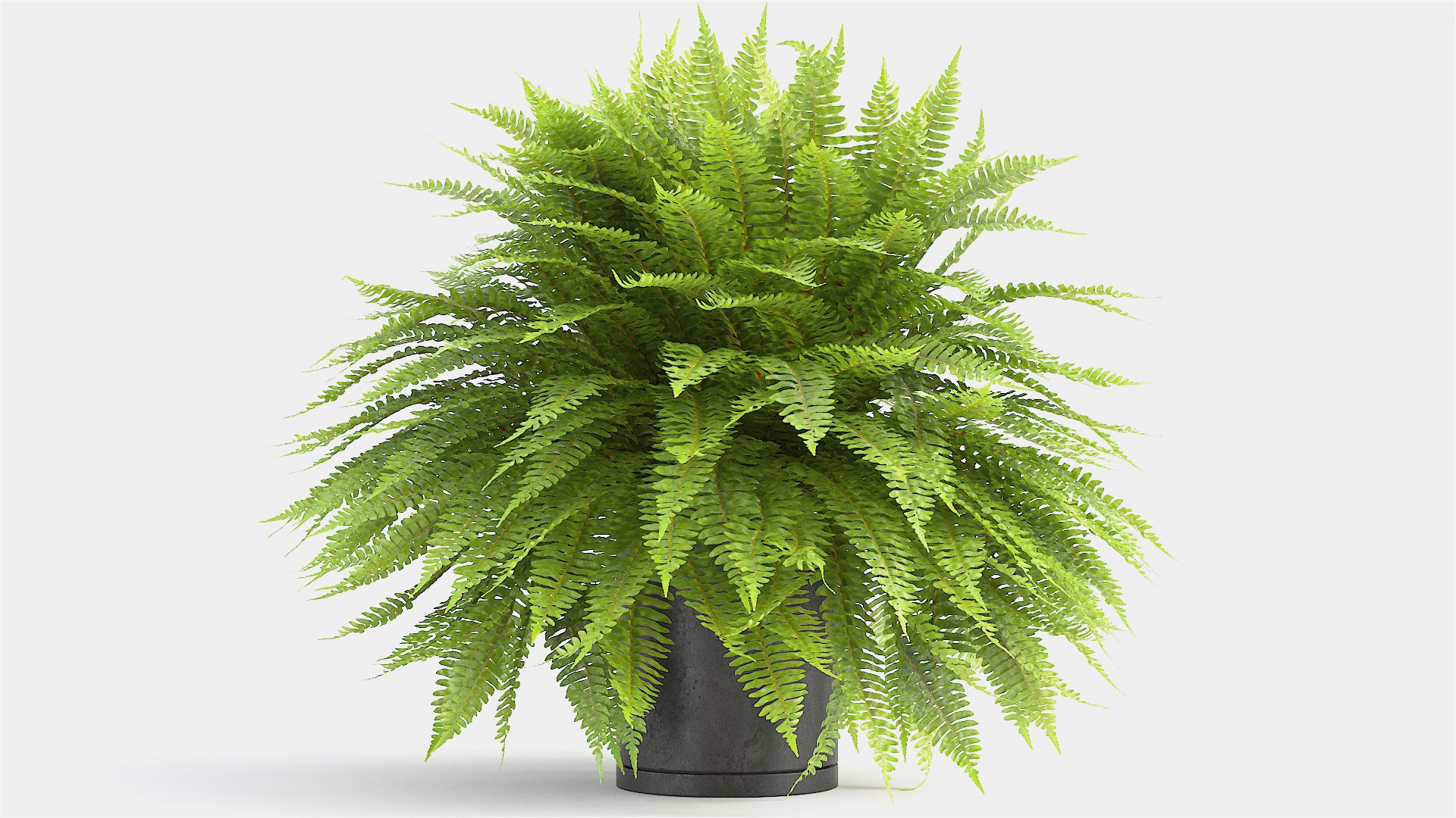 3D sword fern https://p.turbosquid.com/ts-thumb/hV/7MIYS1/VvOL9JER/7/jpg/1583241976/1920x1080/fit_q87/29ddab7bf1679c0989aa274f9aa8535978d5e0f7/7.jpg