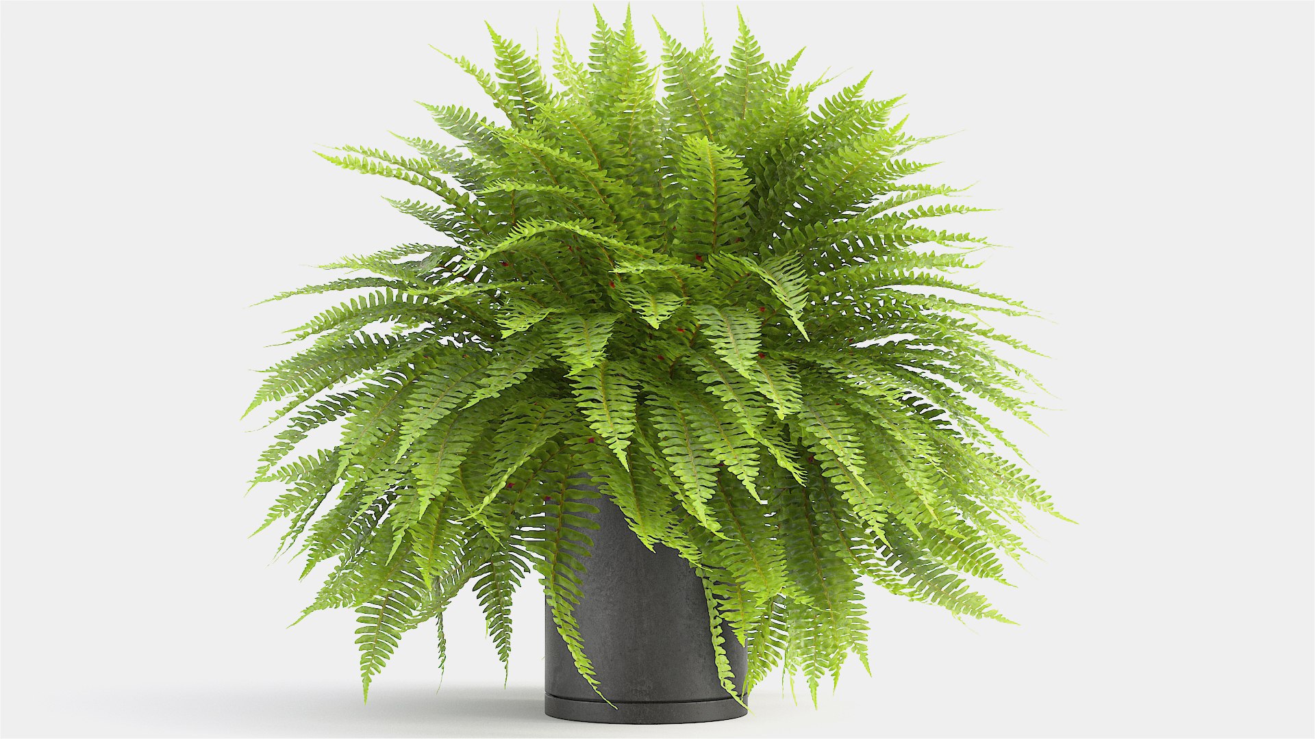 3D sword fern https://p.turbosquid.com/ts-thumb/hV/7MIYS1/eVgvKjZ4/9/jpg/1583241976/1920x1080/fit_q87/6291f21f3a64fbcf1bead82cfa9a26b758c422e0/9.jpg
