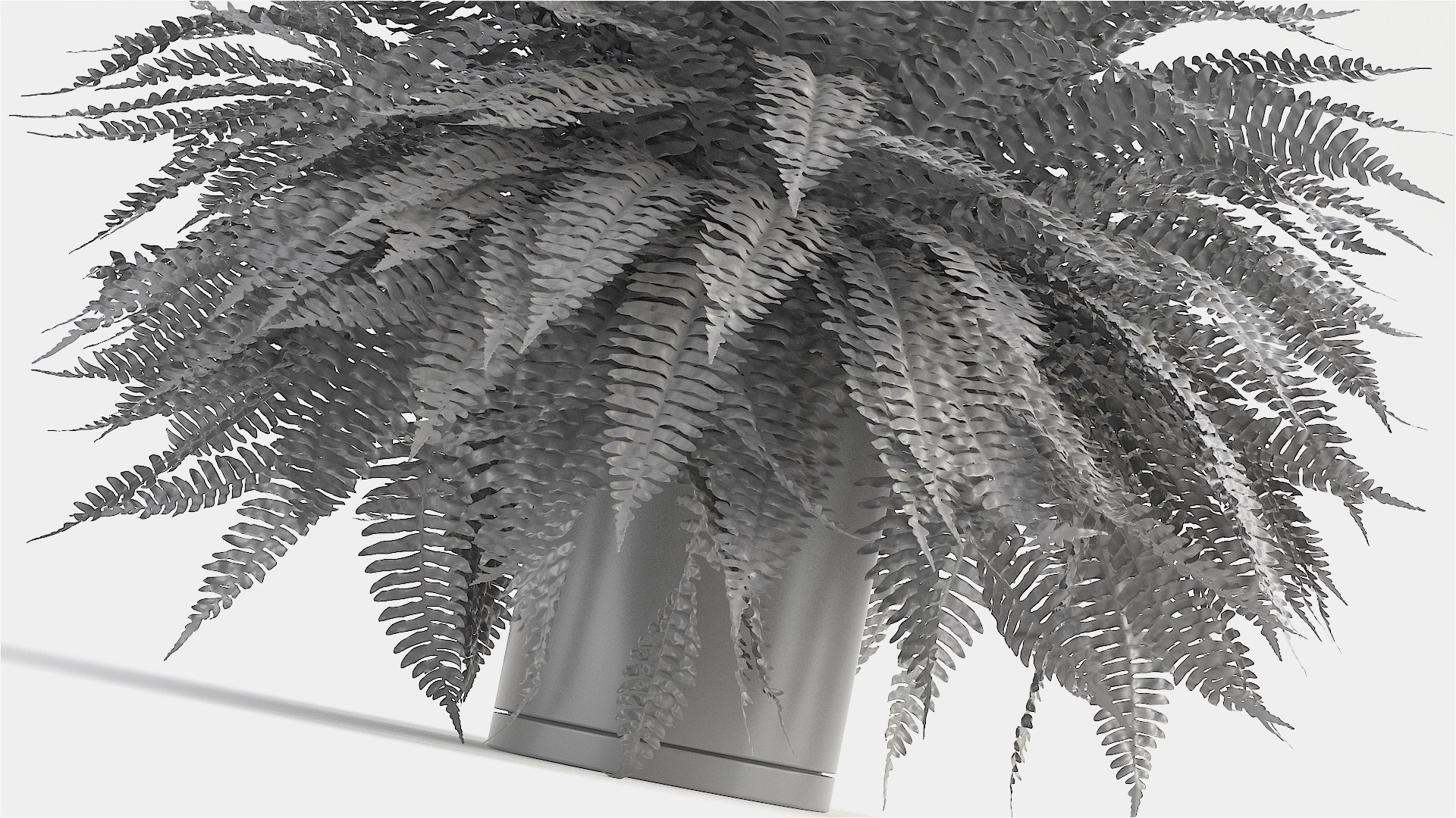 3D sword fern https://p.turbosquid.com/ts-thumb/hV/7MIYS1/r8PhwtBk/3a/jpg/1583241976/1920x1080/fit_q87/51dc36478df5ca81c29f3f0f406ef10cdc1b19a3/3a.jpg