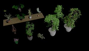 Indoor Plants model