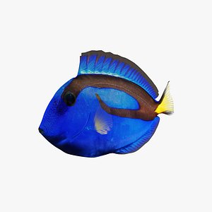 rigging fish blue tang 3D model