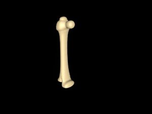 FEMOUR BONE
