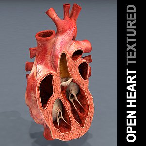 open heart 3D model