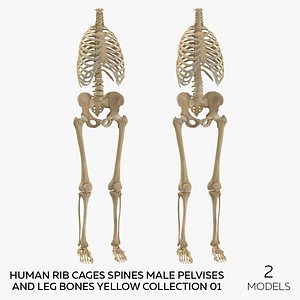 Human Rib Cages Spines Male Pelvises and Leg Bones Yellow Collection 01 - 2 models model