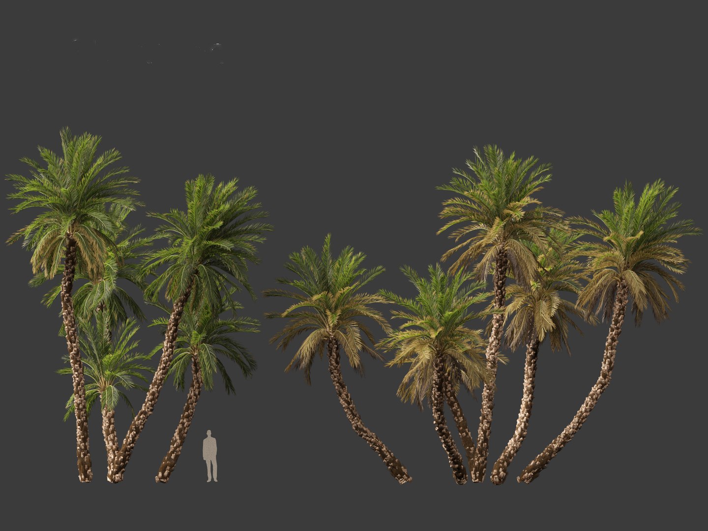 Phoenix dactylifera - Date palm 02 3D model https://p.turbosquid.com/ts-thumb/hV/pITmHS/D3/phoenixdactylifera026/jpg/1694419930/1920x1080/fit_q87/f31b6e3d5f7434e4f602f460896d260d5036e38c/phoenixdactylifera026.jpg