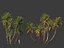 Phoenix dactylifera - Date palm 02