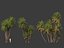 Phoenix dactylifera - Date palm 02