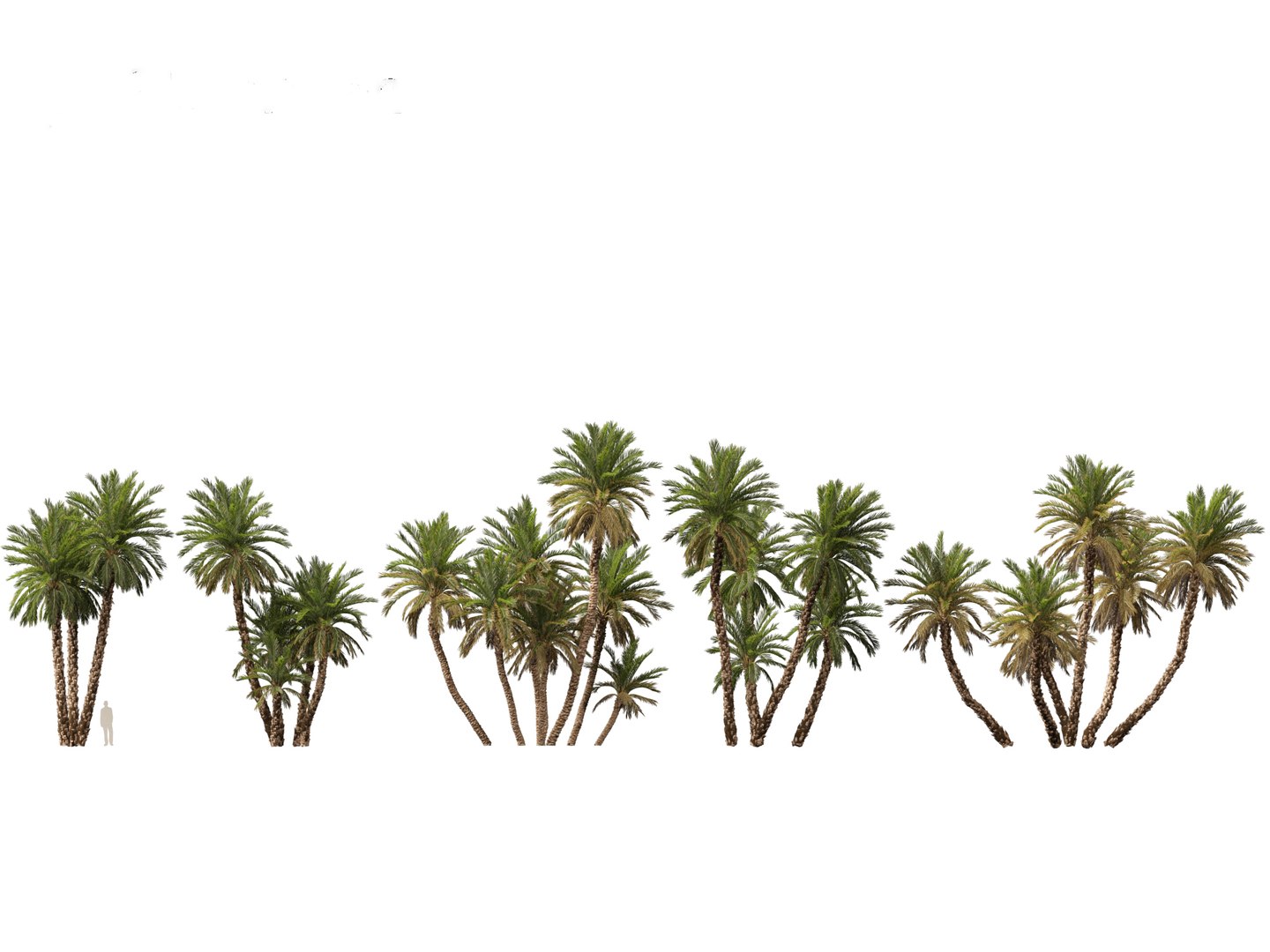 Phoenix dactylifera - Date palm 02 3D model - TurboSquid 2123539