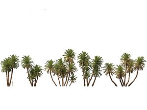 Phoenix dactylifera - Date palm 02 3D model