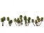 Phoenix dactylifera - Date palm 02