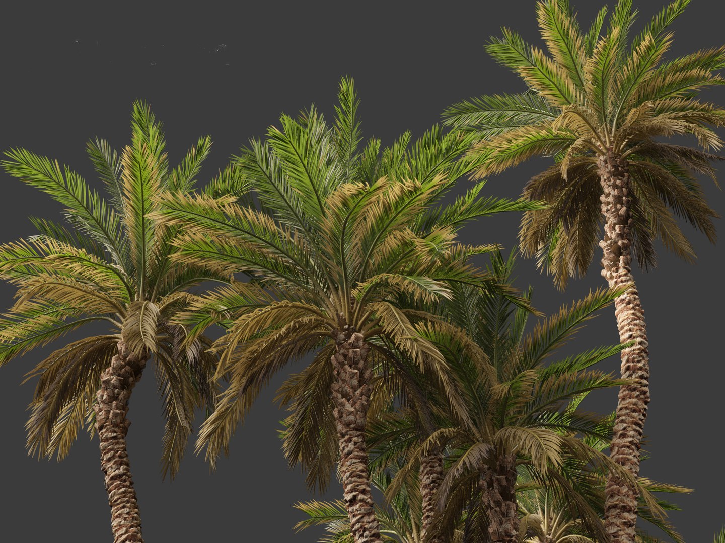 Phoenix dactylifera - Date palm 02 3D model https://p.turbosquid.com/ts-thumb/hV/pITmHS/Sv/phoenixdactylifera028/jpg/1694419940/1920x1080/fit_q87/95750d8814481aa8b80c3c22218e35e72da9b6bf/phoenixdactylifera028.jpg