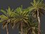 Phoenix dactylifera - Date palm 02