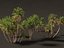 Phoenix dactylifera - Date palm 02