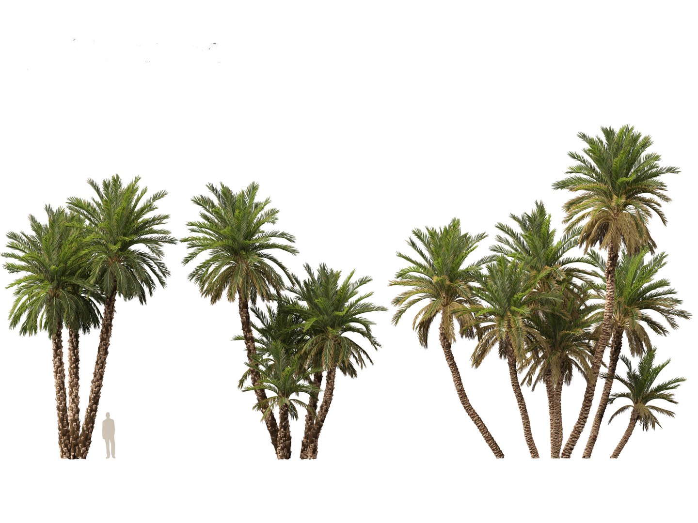Phoenix dactylifera - Date palm 02 3D model https://p.turbosquid.com/ts-thumb/hV/pITmHS/YC/phoenixdactylifera023/jpg/1694419912/1920x1080/fit_q87/f6ea18bb0c0cfb8ff789512548bb3458c8791cf9/phoenixdactylifera023.jpg