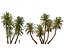 Phoenix dactylifera - Date palm 02