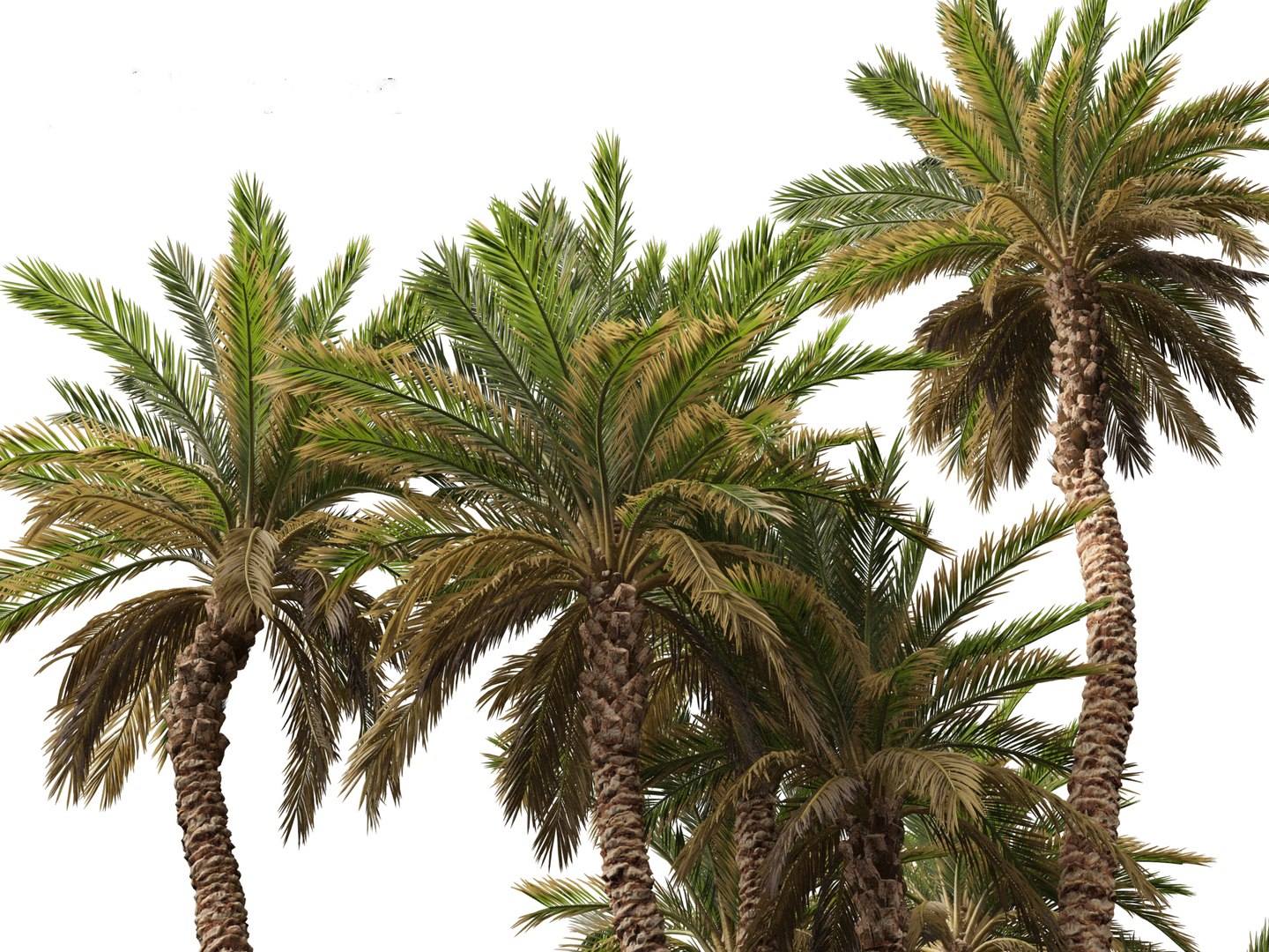 Phoenix dactylifera - Date palm 02 3D model https://p.turbosquid.com/ts-thumb/hV/pITmHS/zX/phoenixdactylifera027/jpg/1694419945/1920x1080/fit_q87/0f0bec0e1c18bc8981da6f79782ae097c23f2d31/phoenixdactylifera027.jpg