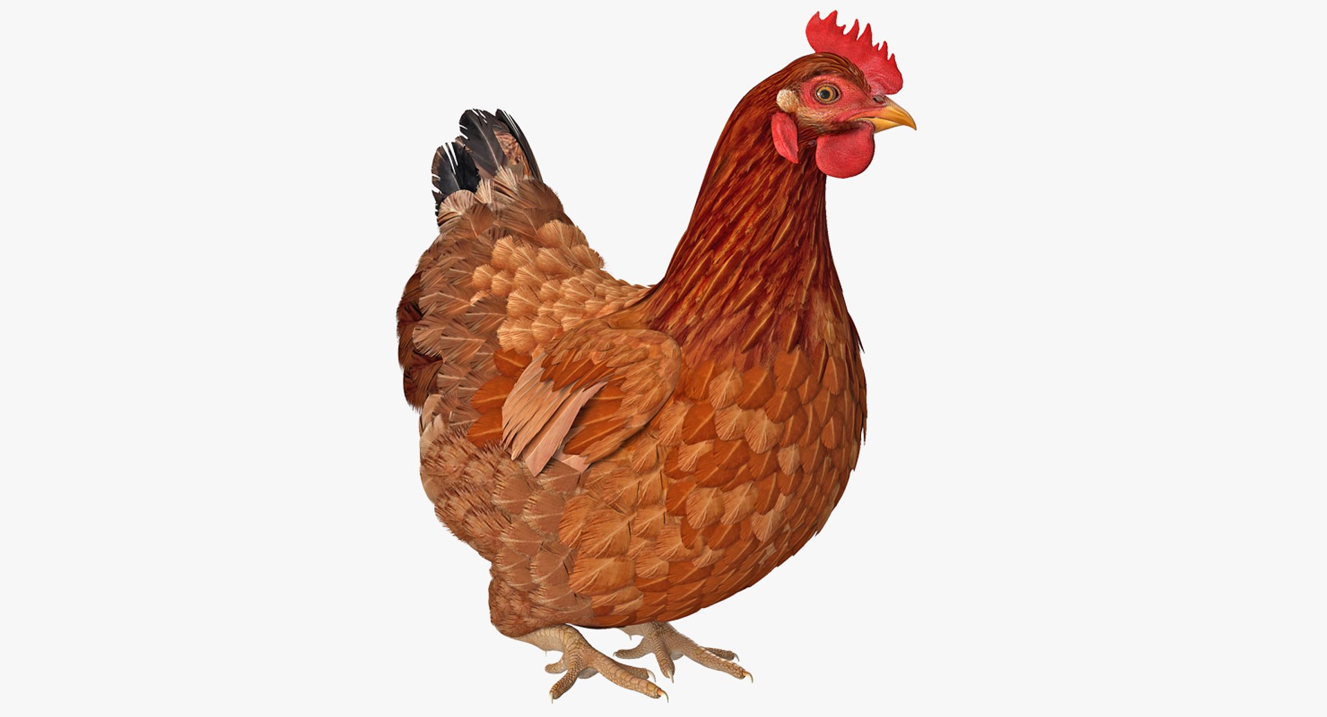 Brown Chicken Siting Pose 3D model preview