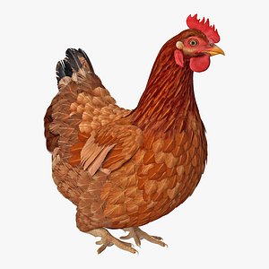 3D brown chicken siting pose model