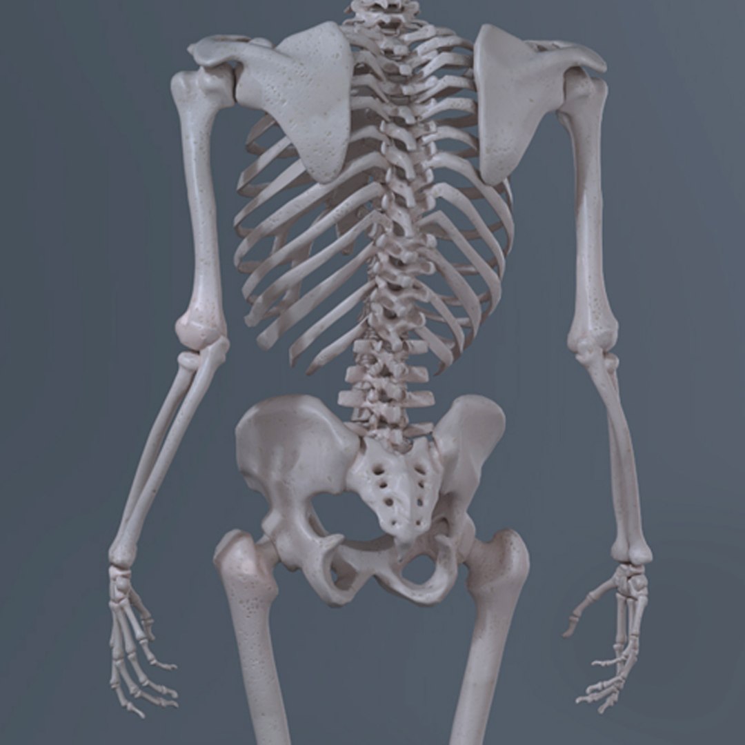 Realistic Human Skeleton 3d Model Turbosquid 1220440