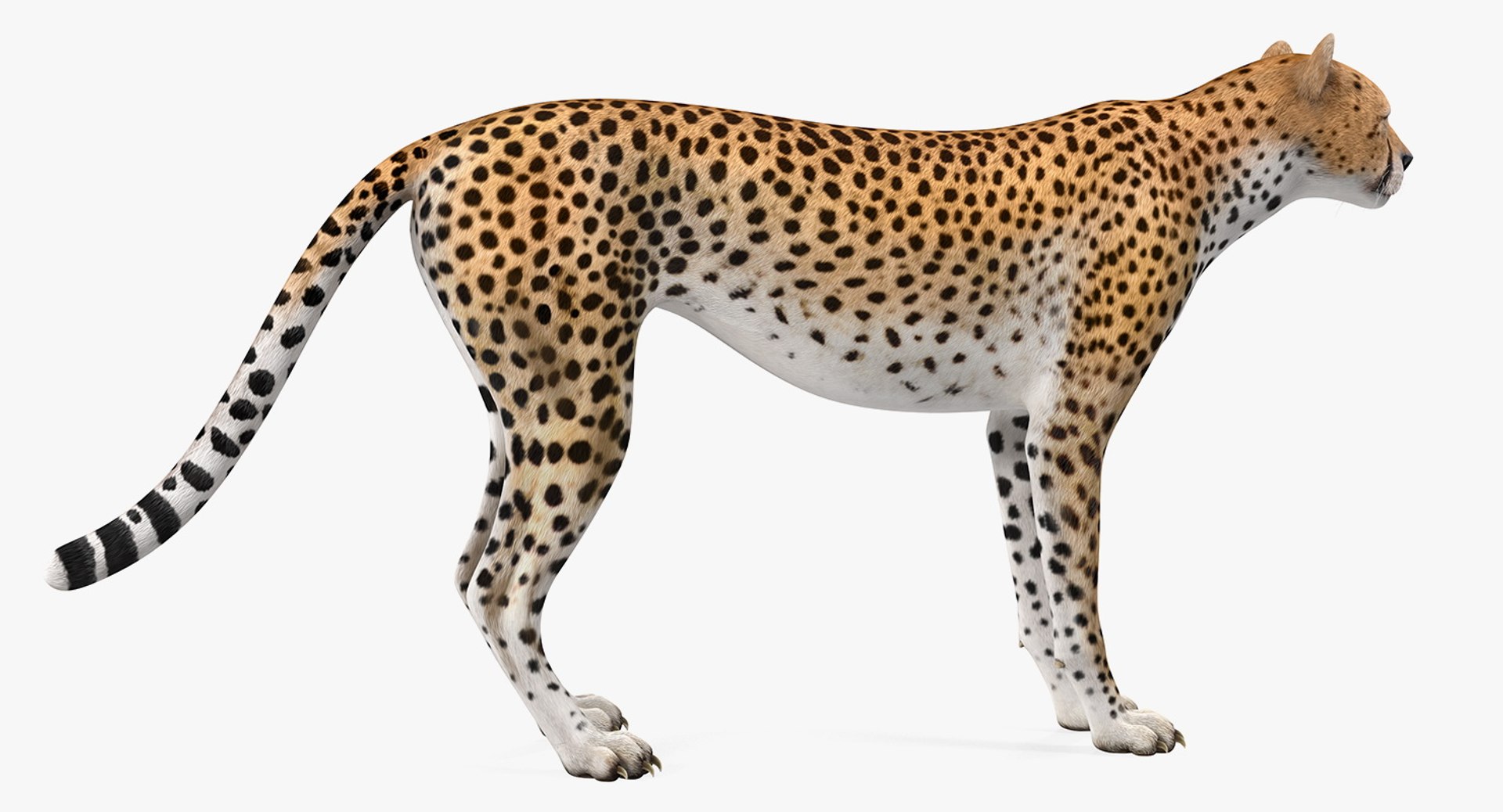 3D cheetah african feline https://p.turbosquid.com/ts-thumb/hW/J369sa/7NxnCco5/cheetah3dsmodel004/jpg/1554241783/1920x1080/fit_q87/1f8151cf8a8f4dd07a92c63da1835e16cd68526d/cheetah3dsmodel004.jpg
