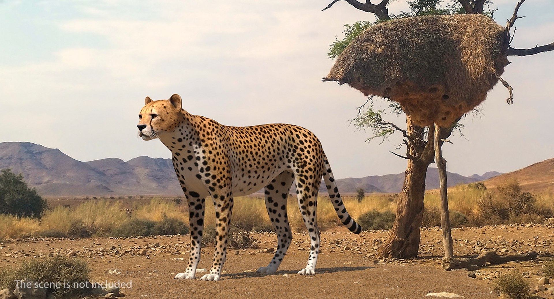 3D cheetah african feline https://p.turbosquid.com/ts-thumb/hW/J369sa/92Yv3b8I/cheetah3dsmodel002/jpg/1554241776/1920x1080/fit_q87/775728574d477a5409ecb74f094b844f4216429f/cheetah3dsmodel002.jpg