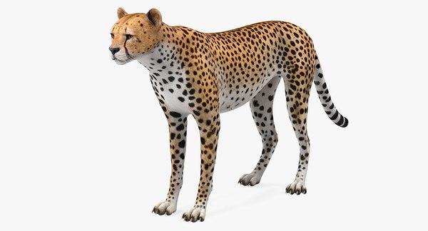 3D Cheetah African Feline - TurboSquid 1393894