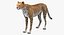 Gepard