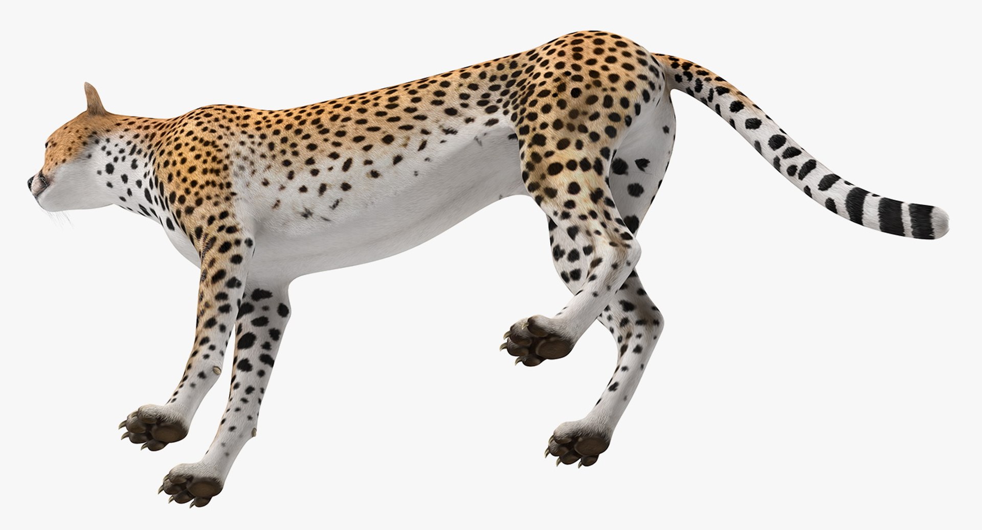 3D cheetah african feline https://p.turbosquid.com/ts-thumb/hW/J369sa/IiTHG3TG/cheetah3dsmodel006/jpg/1554241789/1920x1080/fit_q87/947b2557718b7b24feb73108fad0068efd937a02/cheetah3dsmodel006.jpg