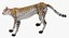 Gepard