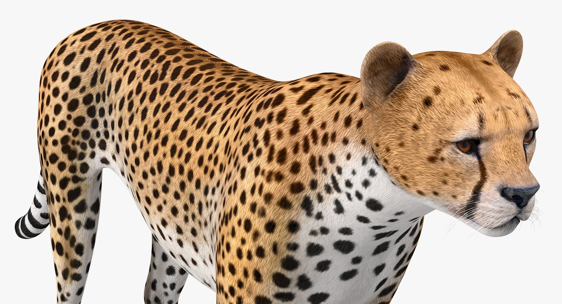3D cheetah african feline https://p.turbosquid.com/ts-thumb/hW/J369sa/JopCUzRh/cheetah3dsmodel009/jpg/1554241798/1920x1080/fit_q87/2b60fb30d3a0634359424c37b267f965b3b75feb/cheetah3dsmodel009.jpg