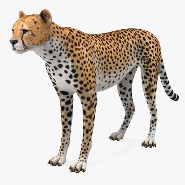 cheetah3dsmodel000.jpg