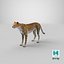 Gepard