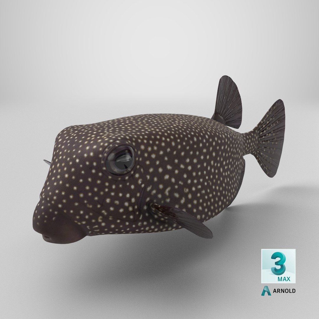 Ostracion Meleagris Fish Brown 3D https://p.turbosquid.com/ts-thumb/hW/L2iONc/H9/stemcell_max_arnold_render/png/1736058929/1920x1080/fit_q87/3077894c614db842f48e8405e33305f8f5364983/stemcell_max_arnold_render.jpg