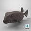 Ostracion Meleagris Fisch Braun