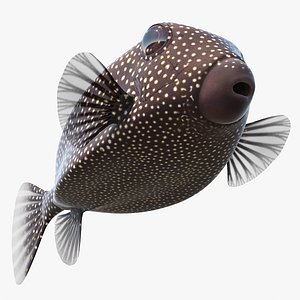 Ostracion Meleagris Fish Brown