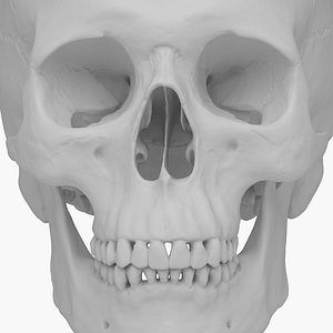 Human Skull
