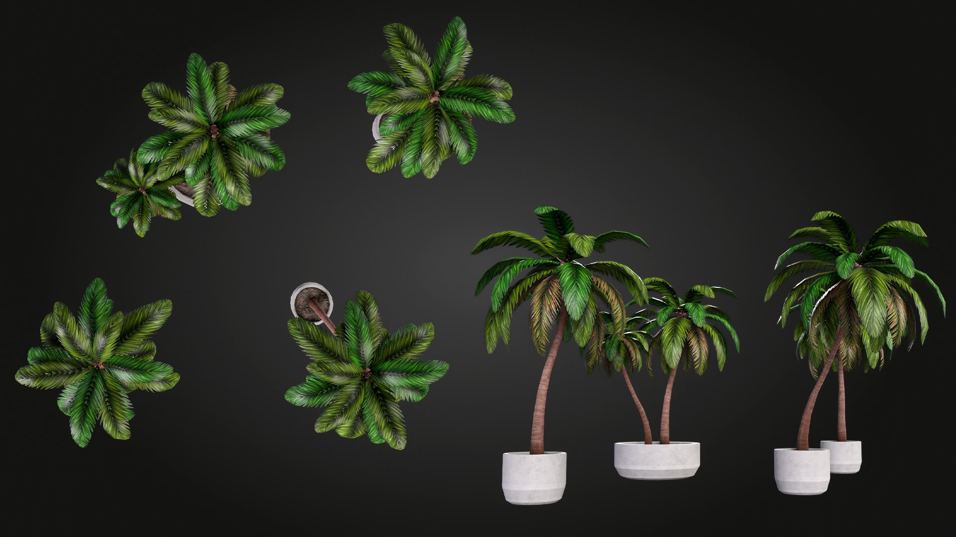 Palm 3D model https://p.turbosquid.com/ts-thumb/hW/aDek2u/De/img_8/jpg/1748027678/1920x1080/fit_q87/9df38dd5592733be1e860b774299a451552a4a9e/img_8.jpg