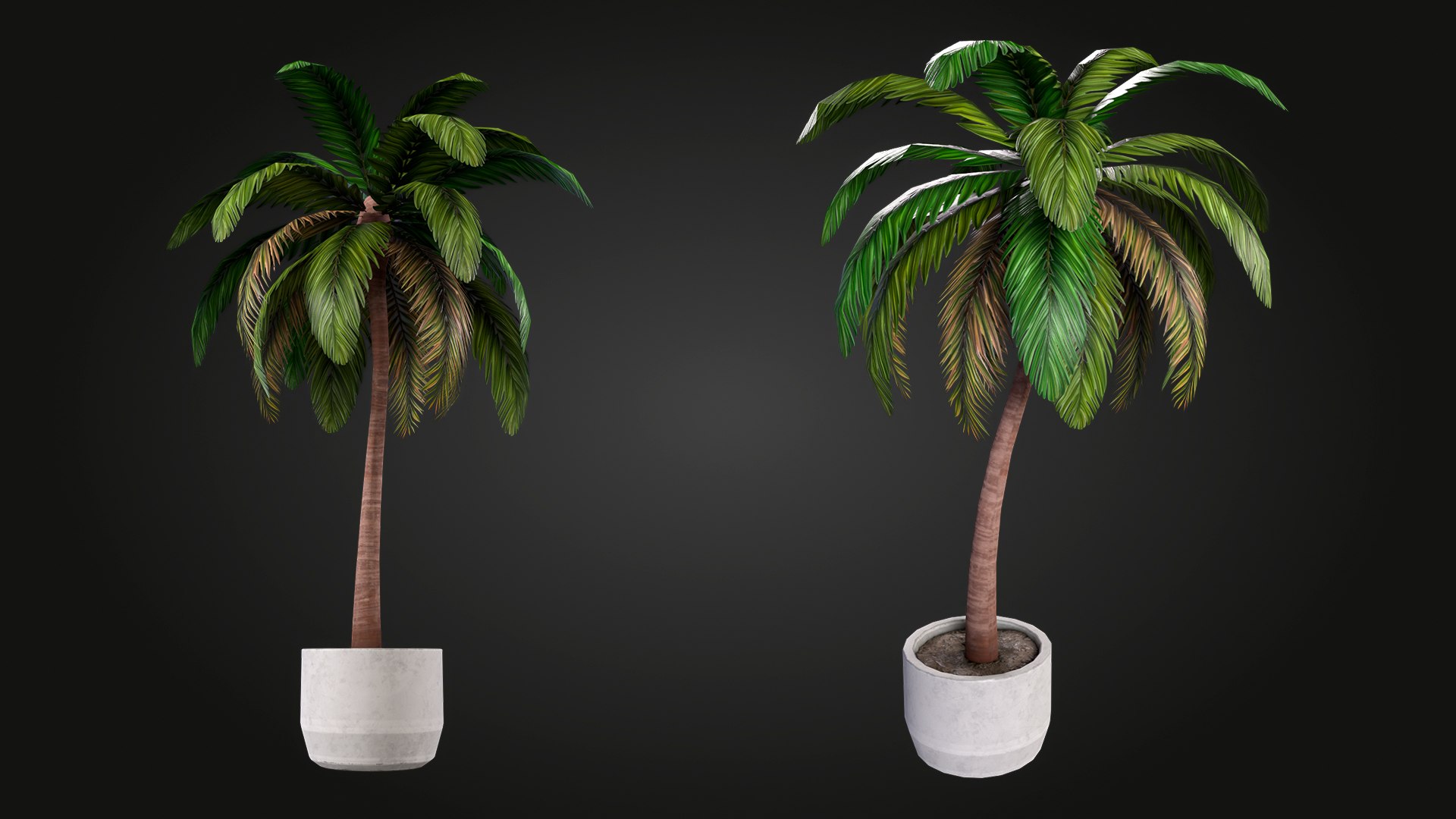 Palm 3D model https://p.turbosquid.com/ts-thumb/hW/aDek2u/VF/img_4/jpg/1748027676/1920x1080/fit_q87/e76c70df255657ff96144981ce1a681fee08247a/img_4.jpg