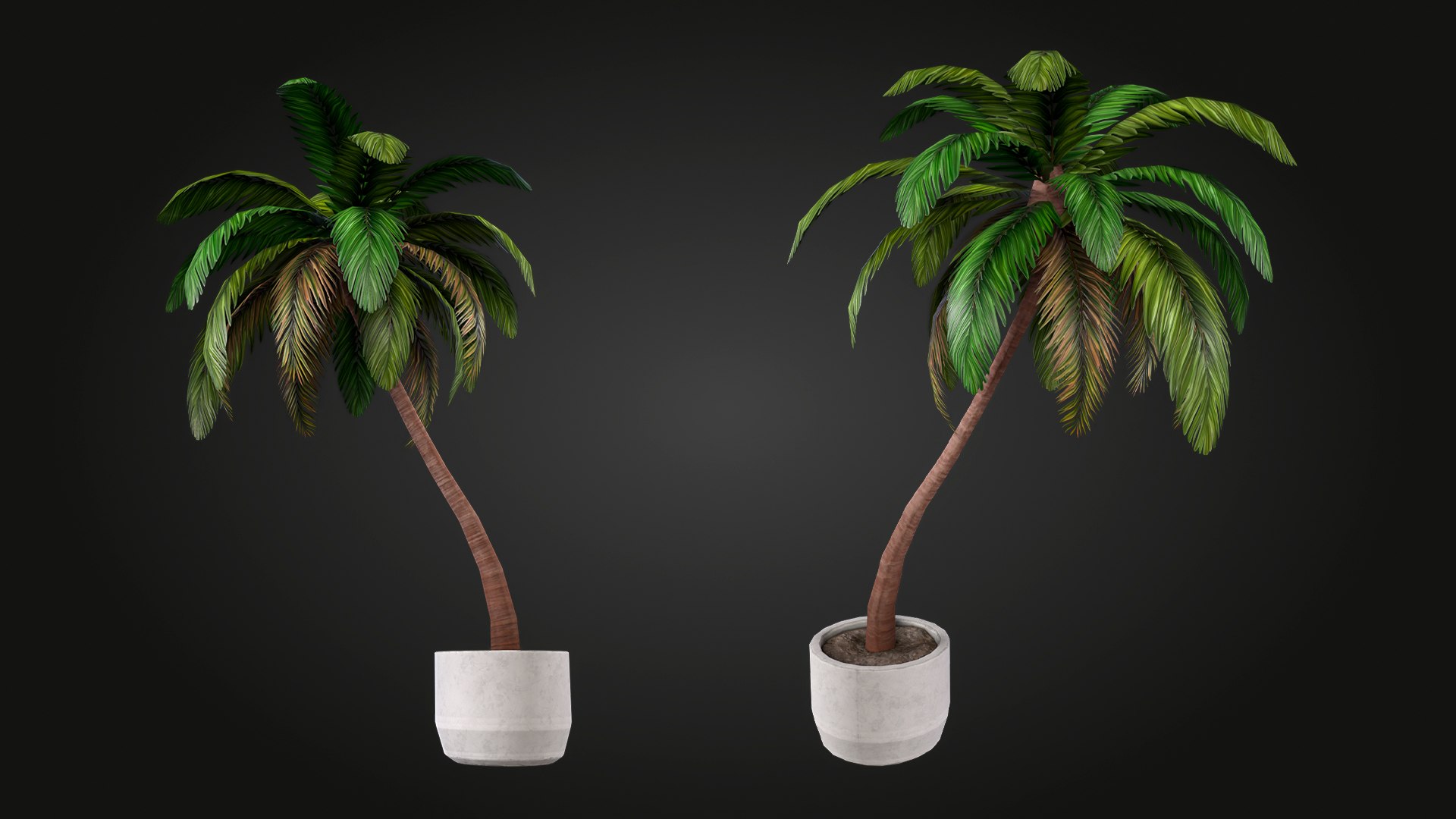 Palm 3D model https://p.turbosquid.com/ts-thumb/hW/aDek2u/fN/img_5/jpg/1748027676/1920x1080/fit_q87/37f6dd7a7ddbfa1fef13ea64f407f62d8e381928/img_5.jpg