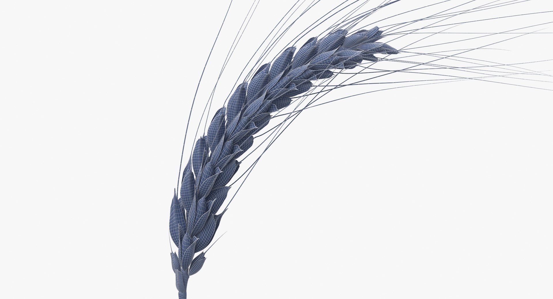 3D wheat branch 01 https://p.turbosquid.com/ts-thumb/hW/mGnV1s/0P/wheat_branch_01_wireframe_0002/jpg/1614007433/1920x1080/fit_q87/25641becf970fb6de075a5f4b088a0a2c939db2d/wheat_branch_01_wireframe_0002.jpg