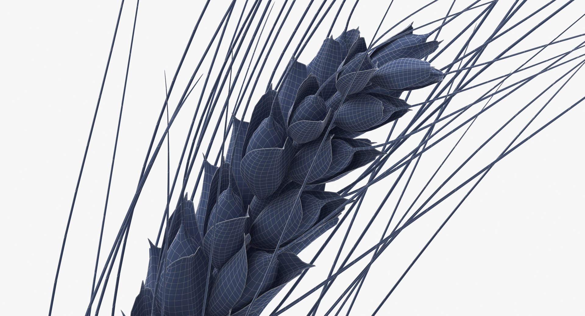 3D wheat branch 01 https://p.turbosquid.com/ts-thumb/hW/mGnV1s/35/wheat_branch_01_wireframe_0008/jpg/1614007460/1920x1080/fit_q87/8eee0e069319048323bd7c50997e91eaa7bdba77/wheat_branch_01_wireframe_0008.jpg