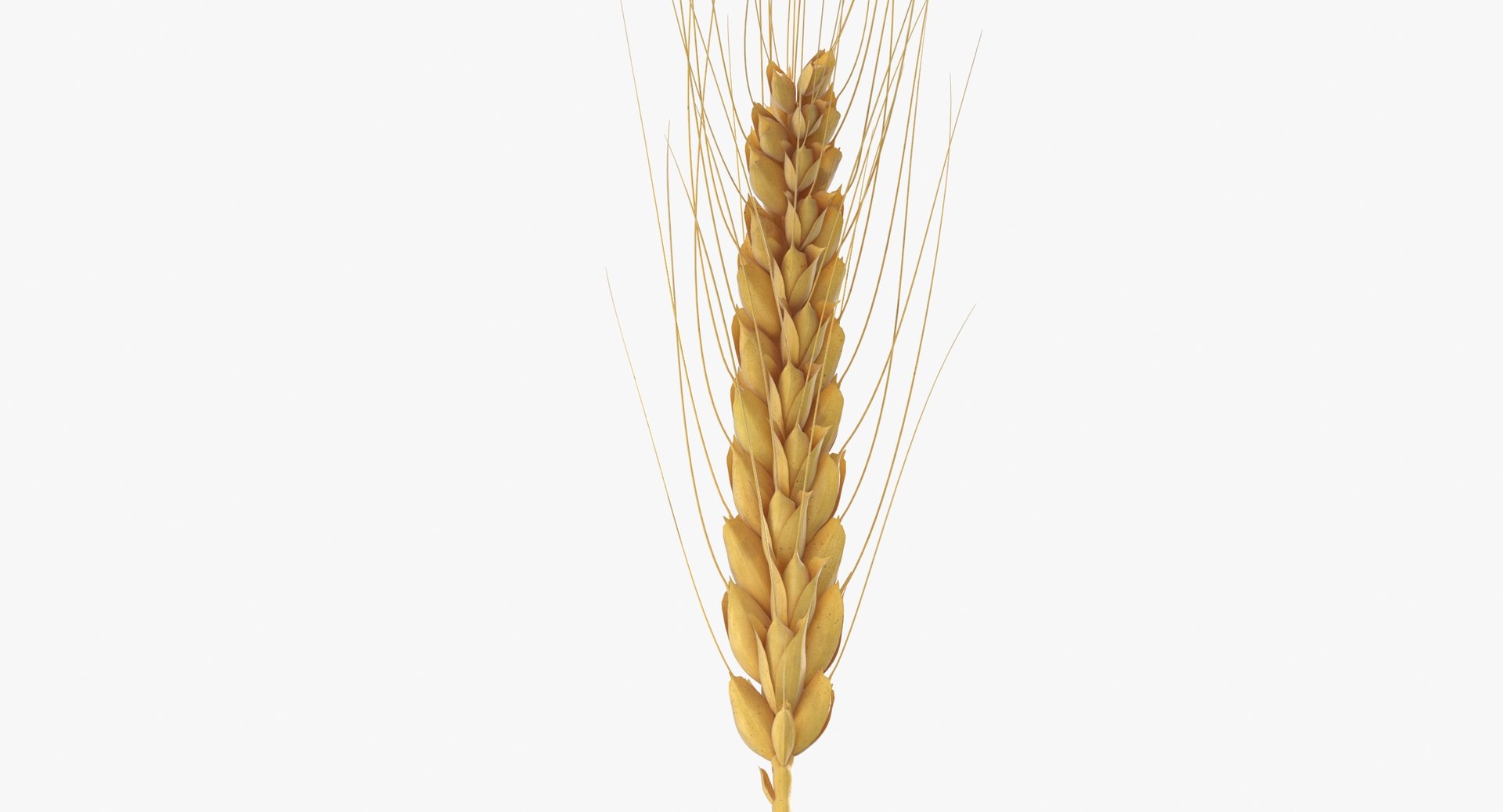 3D wheat branch 01 https://p.turbosquid.com/ts-thumb/hW/mGnV1s/5J/wheat_branch_01_thumbnail_0007/jpg/1614007420/1920x1080/fit_q87/488ef2fec9d2f9423888655291d88e5d7323a348/wheat_branch_01_thumbnail_0007.jpg