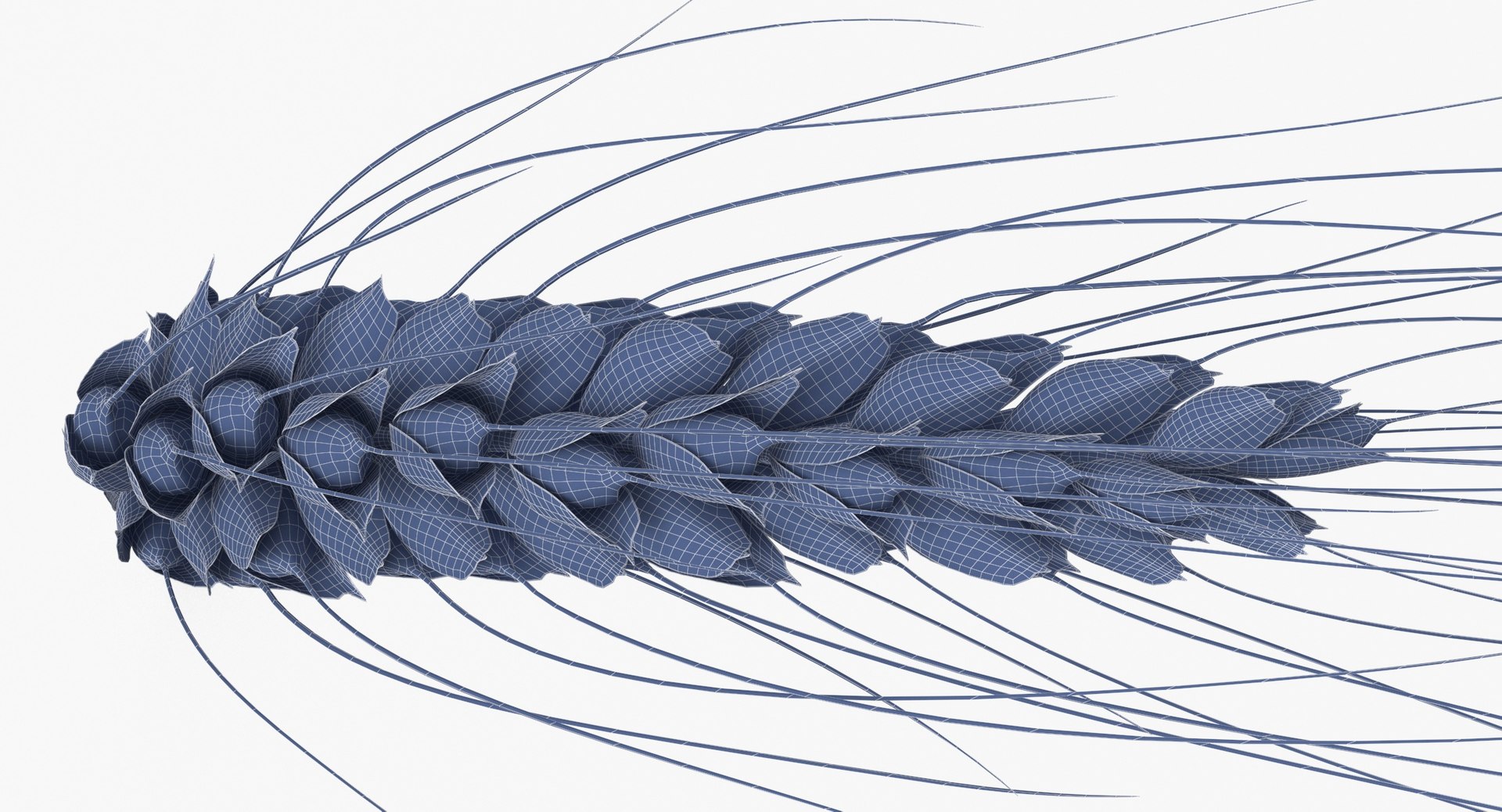 3D wheat branch 01 https://p.turbosquid.com/ts-thumb/hW/mGnV1s/9X/wheat_branch_01_wireframe_0006/jpg/1614007451/1920x1080/fit_q87/85ce87c588e89d6f862f521af7d5ab72ba7d7e48/wheat_branch_01_wireframe_0006.jpg