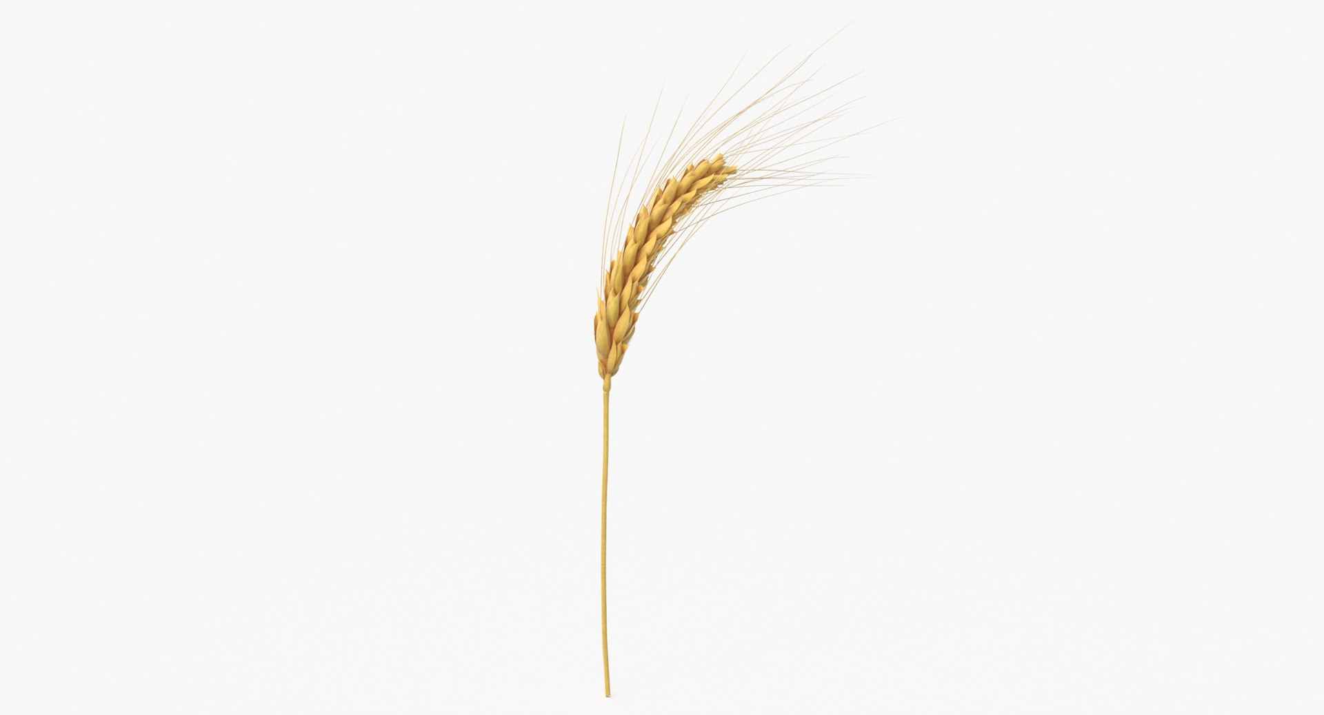 3D wheat branch 01 https://p.turbosquid.com/ts-thumb/hW/mGnV1s/FT/wheat_branch_01_thumbnail_0003/jpg/1614007401/1920x1080/fit_q87/acc8c1d99ecd1406dfb1b5bc2c7fbef829d5f412/wheat_branch_01_thumbnail_0003.jpg