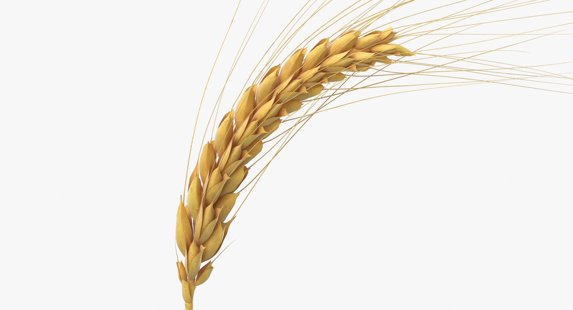 3D wheat branch 01 https://p.turbosquid.com/ts-thumb/hW/mGnV1s/Gt/wheat_branch_01_thumbnail_0002/jpg/1614007193/1920x1080/fit_q87/0d430a0dca05c945099be94cfe93e9b648da27af/wheat_branch_01_thumbnail_0002.jpg