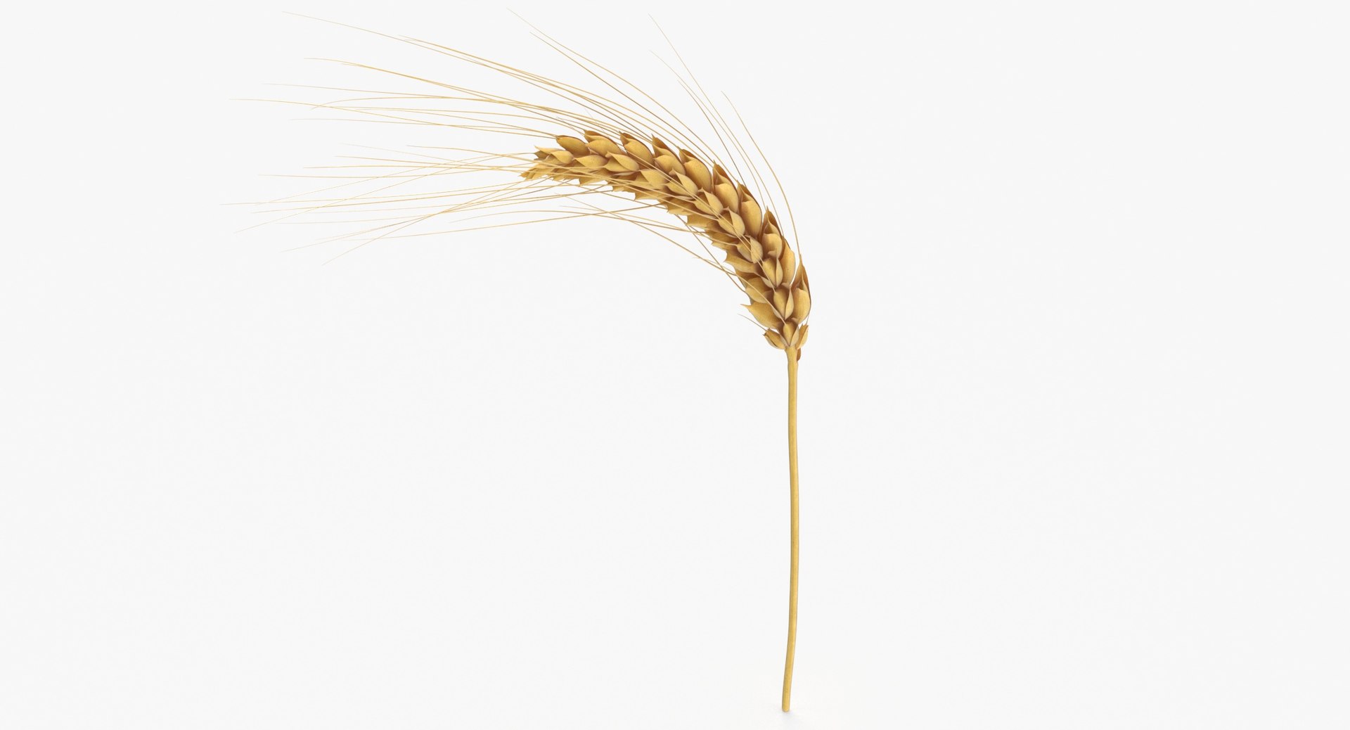 3D wheat branch 01 https://p.turbosquid.com/ts-thumb/hW/mGnV1s/d1/wheat_branch_01_thumbnail_0004/jpg/1614007406/1920x1080/fit_q87/01c0e1521656f45310e77ec36caee15777cd6bc6/wheat_branch_01_thumbnail_0004.jpg